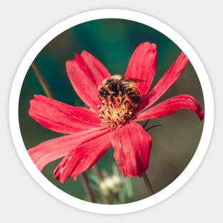 Bee Collecting Pollen Photograph Sticker